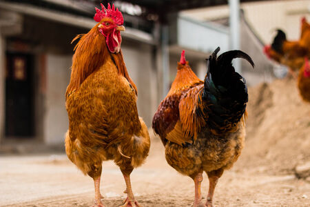 roosters in the farmの写真素材