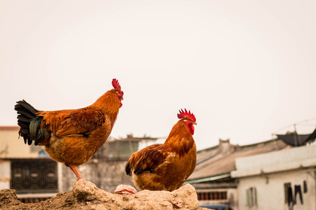 close up of cockの写真素材