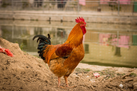 close up of cockの写真素材