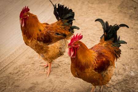 Two cocksの写真素材