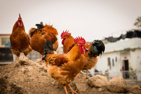 close up of roostersの写真素材