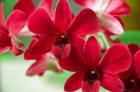 Red orchid in Royal Botanic garden, Sri Lankaの写真素材