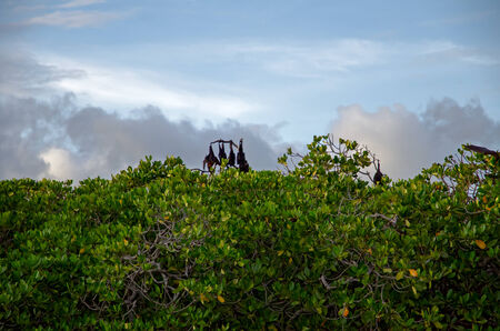 Sleeping flying foxesの写真素材