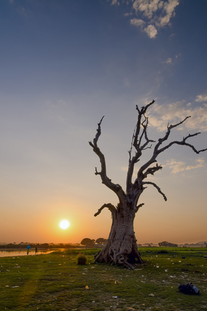 Dead tree. U Bein bridge. Mandalay. Myanmar.の写真素材