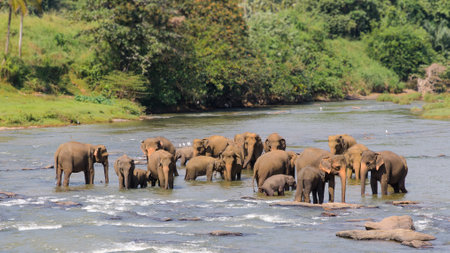 Herd of elephants at the watering in Pinnawala. Sri Lanka (Ceylon)の写真素材