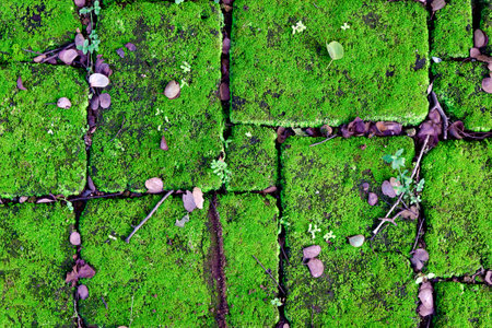 Green moss on the brick walkway. Background texture of green moss.の写真素材