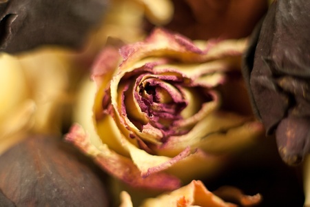 dry flower - bud roseの写真素材