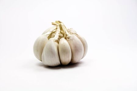 one fresh white garlicの写真素材