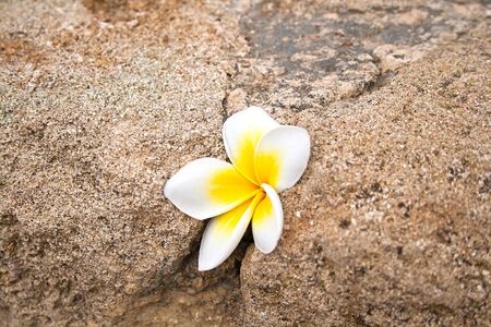 white flower on stoneの写真素材