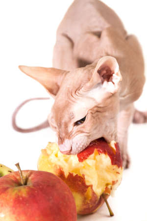 one cat sphinx eating fresh red applesの写真素材