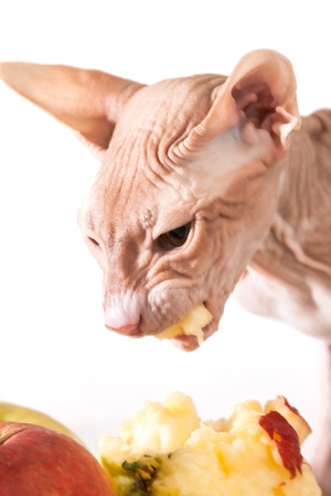 one cat sphinx eating fresh red applesの写真素材