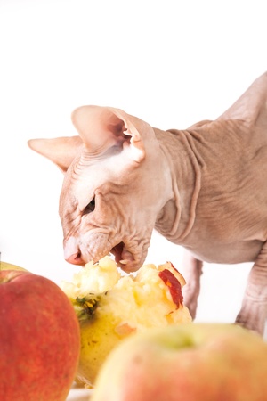 one cat sphinx eating fresh red applesの写真素材