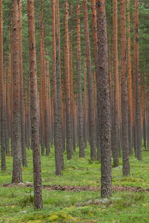 a pine forest in day summerの写真素材