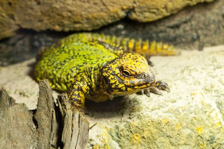 fat green-yellow lizard on light stoneの写真素材