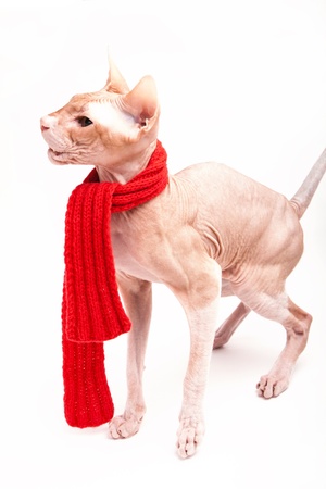 pet cat sphinx warm with red scarfの写真素材