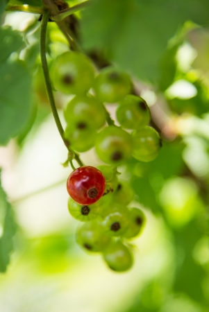 brunch green currants with one red berryの写真素材