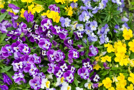 garden flowers pansy different colorsの写真素材