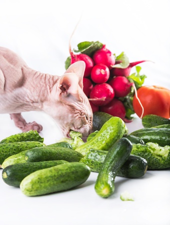 the cat sphinx eating fresh cucumberの写真素材