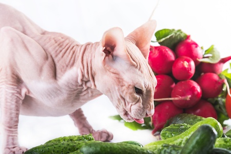 the cat sphinx eating fresh cucumberの写真素材