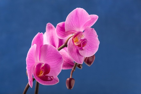 fresh flower orchid on color blue backgroundの写真素材