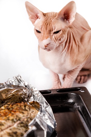 cat sphinx alongside hot baked meat in foil