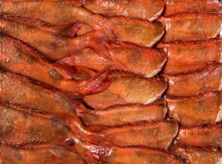 frozen carcass fish in brick for trade, background