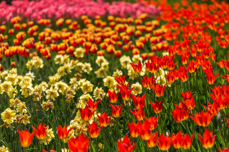 bright blooming colorful flowers tulips in gardenの写真素材