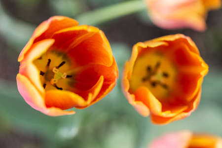 bright blooming colorful flowers tulips in gardenの写真素材