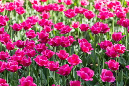 bright blooming colorful flowers tulips in gardenの写真素材