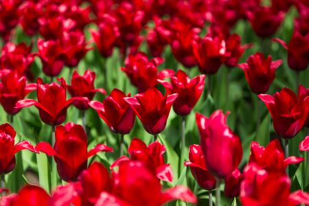bright colorful flowers tulips for background, posters, cardsの写真素材