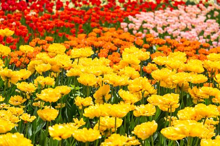 bright colorful flowers tulips for background, posters, cardsの写真素材