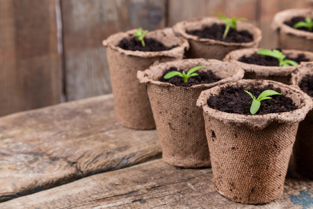 small green seedings in round pots from turf on wooden boards backgroundの写真素材