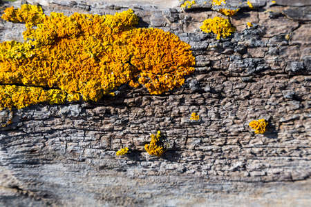 backgound with natural material and abstract texture