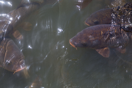 underwater feeding carps in closeup with open mouthの写真素材