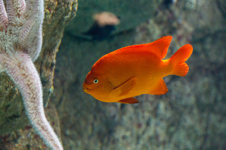 fish in aquarium oceanarium in blue depth water shoot from glass with noise.