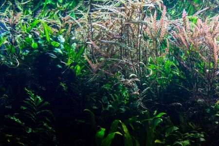 aquarium with water-plant, grass, leafs and animals. background for decoration.の写真素材