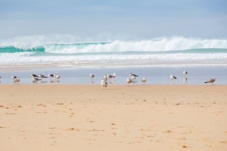 landscape atlantic coastline with seagull and surfs in cloudy day