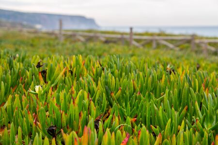 landscape atlantic coastline with stones, plants and surfs in cloudy dayの写真素材