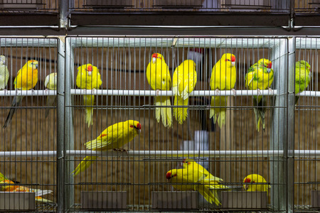 decorative birds in cage on exhibition for saleの写真素材