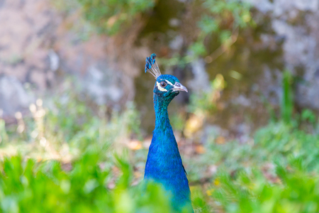 blue head bird peacock in plant and grassの写真素材