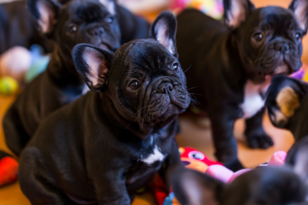 small black french bulldog puppyの写真素材