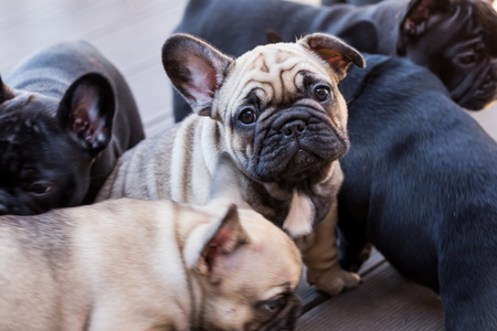 small black french bulldog puppyの写真素材