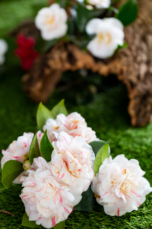 Selrcted garden camellia flower in decor and beautyの写真素材