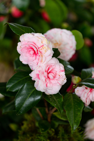 Selrcted garden camellia flower in decor and beautyの写真素材