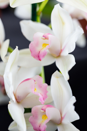 Selrcted garden orchid flower for decor and beautyの写真素材