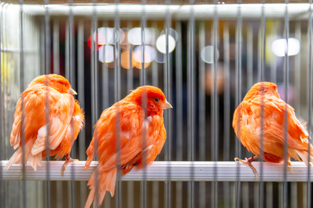 small colored decor birds in cage.