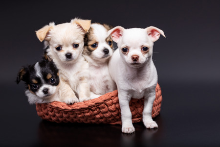 Studio shot of a different Chihuahua puppys in knitted basket on dark backgroundの写真素材