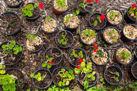 seedings of plants in pots for gardening, farming, agricultureの写真素材