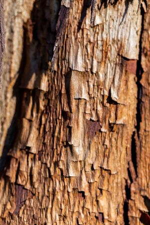 macro wild of wooden textured background with damages and mossの写真素材