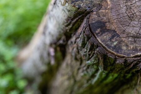 macro wild of wooden textured background with damages and mossの写真素材